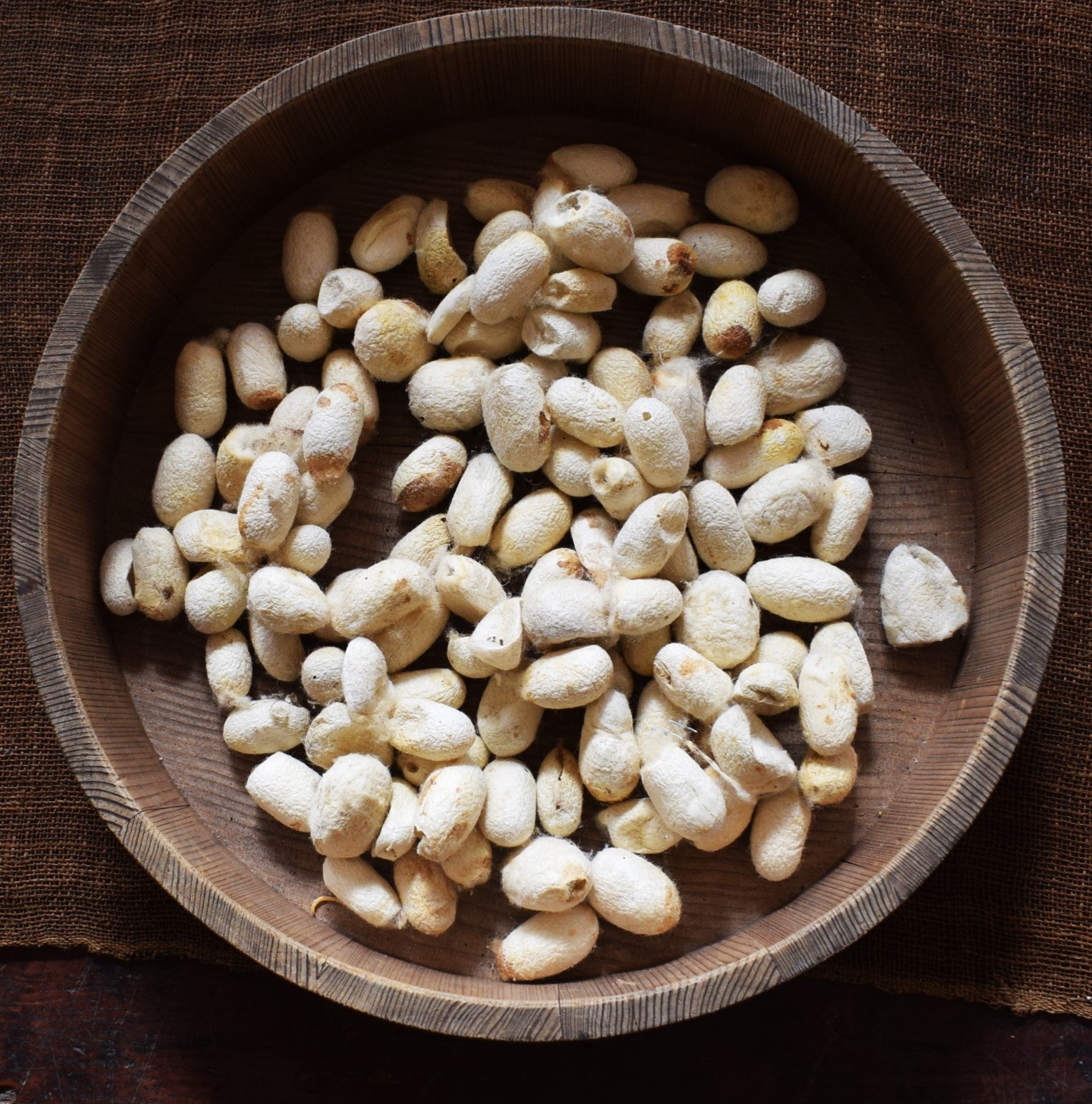 Old Silk Cocoons