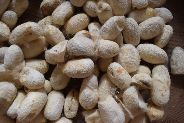 Old Silk Cocoons