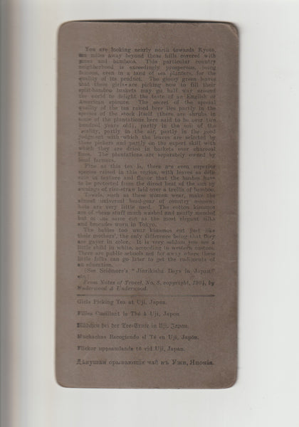 'Girls Picking Tea in Uji'   1904 Stereograph