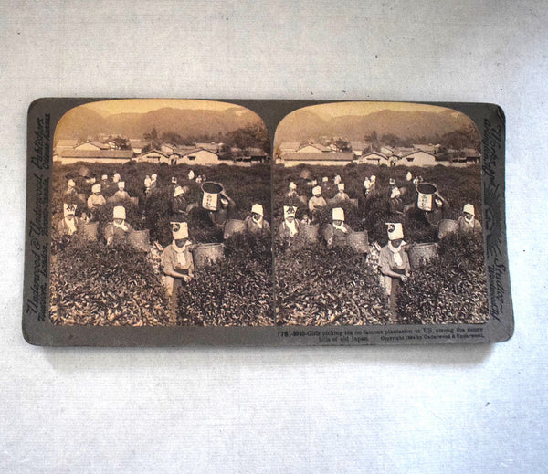 'Girls Picking Tea in Uji'   1904 Stereograph